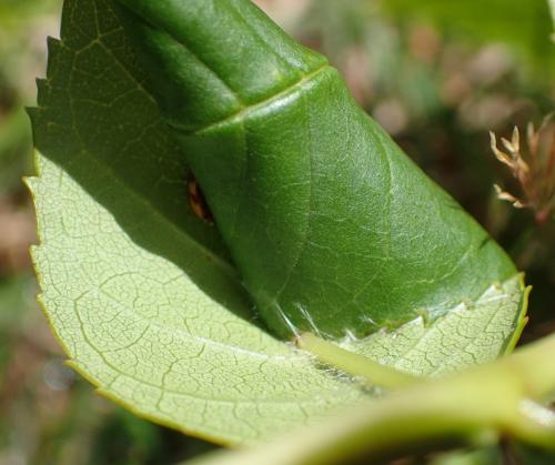 Réf. 266 753 : Caloptilia cuculipennella